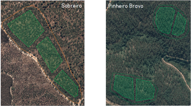 Satellite images of forest occupation
